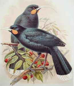 One of the most remarkable things about the Huia was the sexual dimorphism of its bill: males (front) had short, straight bills, while females (rear) had very long, decurved bills.  Painting by Walter Buller, 1888 (public domain).