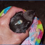 Black Swift in hand with geolocator. Photo by Carolyn Gunn.