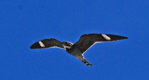 Common Nighthawk, Rio Arriba County, New Mexico, 6/10/2008. Photo by Jerry Oldenettel (Creative Commons 2.0).