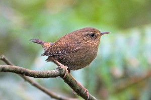 Pacific Wren, Seattle, Washington. Photo by Tom Talbott (Creative Commons license 2.0).