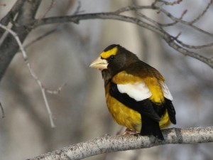 When I took the Sound Recording Workshop in 2004, Evening Grosbeaks were everywhere. Photo by Jean-Guy Dallaire (Creative Commons 2.0).