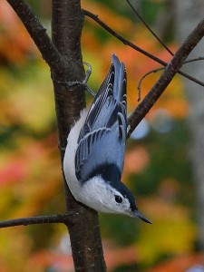 Eastern White-breasted Nuthatch, 30 September 2008. Photo by Gary Irwin (Creative Commons 2.0).