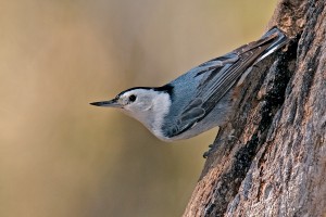 "Rocky Mountain" White-breasted Nuthatch, Madera Canyon, AZ.