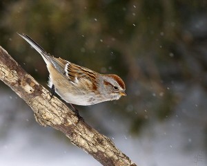 American Tree Sparrow, 2/11/2007.  Photo by Eric Begin (Creative Commons 2.0).