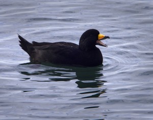 Black Scoter (American form), White Rock, British Columbia, 12/4/2008. Photo by Rick Leche (Creative Commons 2.0).