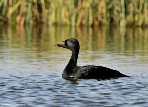 Common Scoter. Photo by Björn Gudmundsson, used with permission. Clink for link.