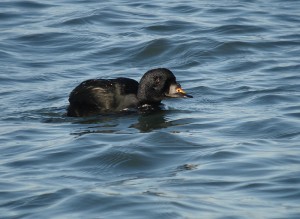 Common Scoter (European form), Brouwersdam, Netherlands, 11/15/2007. Photo by Pieter van Veelen. Used by permission.