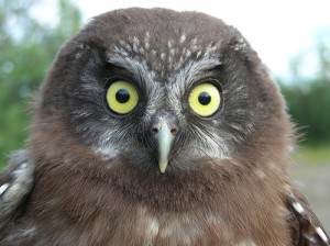 Juvenile Boreal Owl, 6/28/2007. Photo by Andy Jones, Cleveland Museum of Natural History (Creative Commons 2.0).