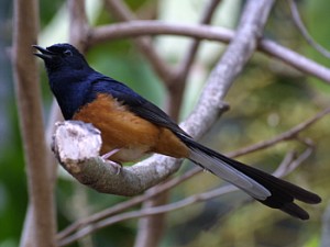 White-rumped Shama, University of Hawai'i at Manoa. Photo by K.W. Bridges.