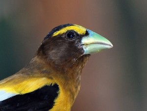 Evening Grosbeak, Soda Springs, CA, 8/3/2009. Photo by C.V. Vick (Creative Commons 2.0).