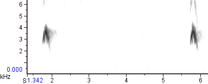 Evening Grosbeak Type 3 flight call, Canada.  Recording by Chris Parrish on Xeno-Canto (click for link).