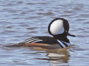 Hooded Merganser, Norman, OK, 10/1/08.  Photo by Jerry Oldenettel (Creative Commons 2.0).