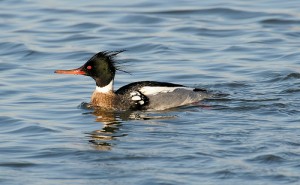 Red-breasted Merganser, Keyport, New Jersey, January 2009.  Photo by Harmonica Pete (Creative Commons 2.0).