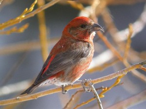 Red Crossbill, type unknown.  Larimer County, CO.  Photo by Andrew Spencer