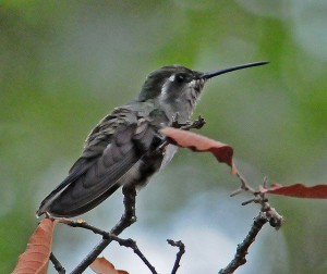 hummingbird tennis shoes