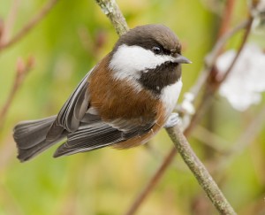 Blue-gray Gnatcatcher Songs and Calls - Larkwire