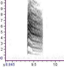 Blue-gray Gnatcatcher Songs and Calls - Larkwire