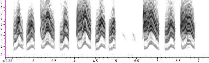 Blue-gray Gnatcatcher Songs and Calls - Larkwire