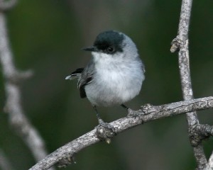 Blue Gray Gnatcatcher Bird Facts  Polioptila caerulea - A-Z Animals