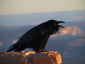 Common Raven, Bryce Canyon National Park, Utah. Photo by National Park Service (public domain).