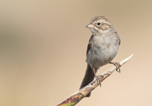 Brewer's Sparrow - Luke Seitz