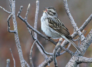 Timberline Sparrow - Andrew Spencer