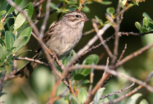 Timberline Sparrow - Andrew Spencer