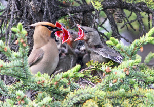 Bohemian Waxwing2014-7-10-2_m