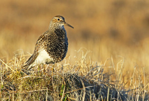 Pectoral Sandpiper2013-6-13-1_m