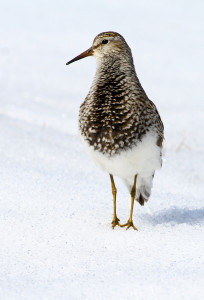 Pectoral Sandpiper2014-6-15-1_tb