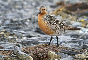 Red Knot2013-5-25-1_m