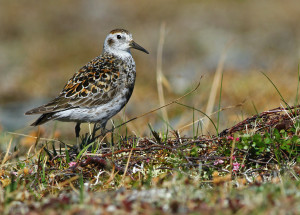 Rock Sandpiper2014-6-22-1_blog