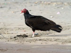 Turkey Vulture2014-2-1_m