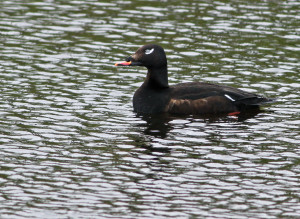 White-winged Scoter2014-6-1_m