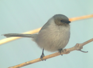 The male Bushtit apparently singing, Boulder County, CO, 3/6/2015. Photo by Ted Floyd