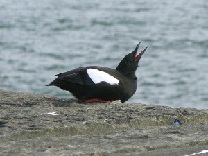 Black Guillemot in "hunch-whistle" posture, Moville, Ireland, 5/22/2007. Photo by Sean Mack (CC 2.0).