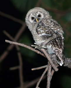 Juvenile Cinereous Owl, Rancho La Noria, Nayarit, Mexico, 4 June 2015. Photo by Andrew Spencer