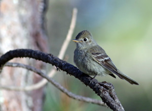 Pine Flycatcher - Durango, Mexico.  Copyright Andrew Spencer.