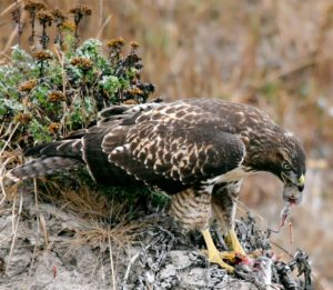 Unfamiliarity can be a visual field mark too. Never seen a hawk quite like this before? It's probably a Red-tail. (Photo by Steve Jurvetson)