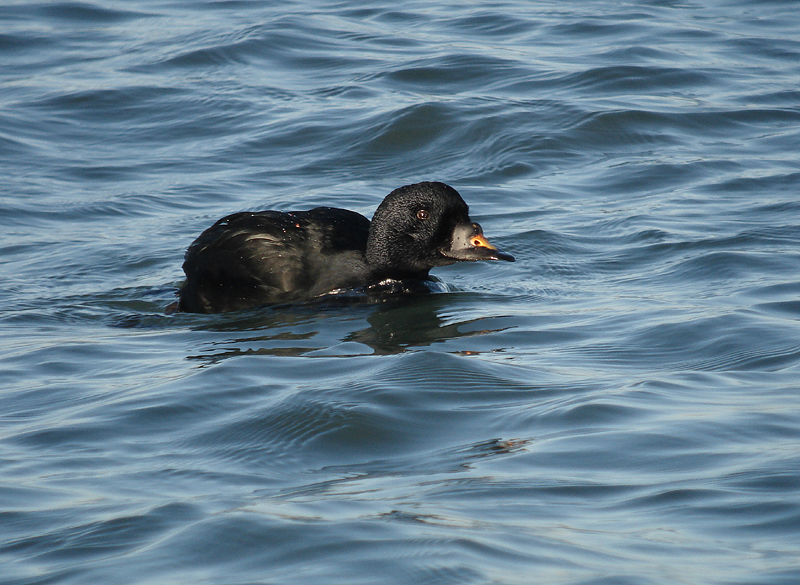 Splitting Scoters – Earbirding