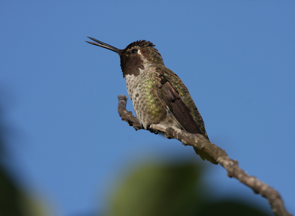 Humming Their Own Tune – Earbirding
